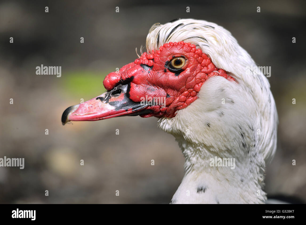 Profile portrait of muscovy duck (Cairina moschata) Stock Photo