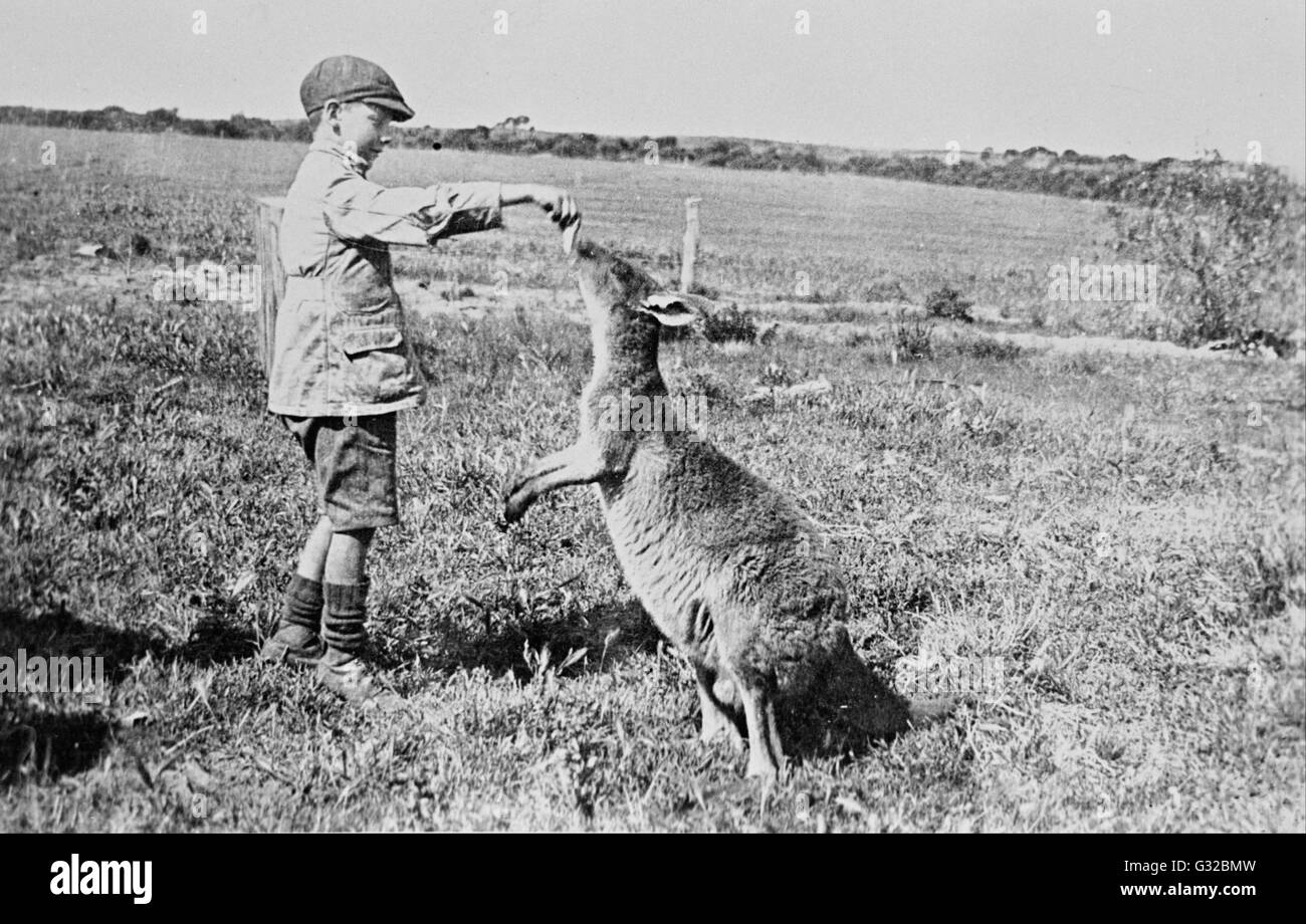 William Boyd - Paddy Dickson feeding Kanga Joe   - Museum Victoria, Carlton Australia Stock Photo