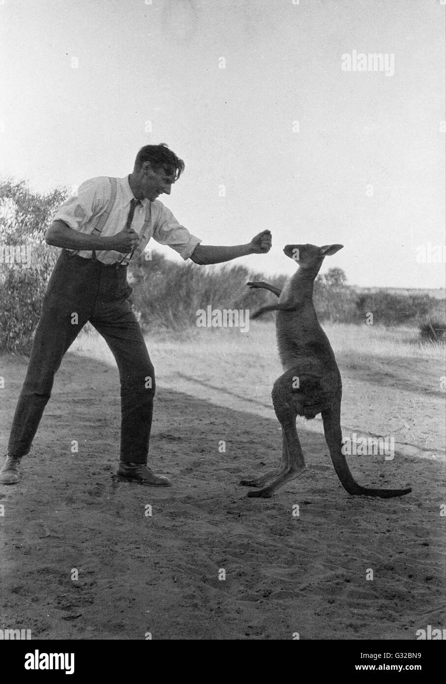 William Boyd - Bill Boyd boxing with his pet kangaroo, Kanga Joe   - Museum Victoria, Carlton Australia Stock Photo