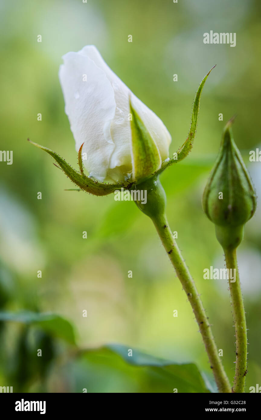 elegant white rose buds with raindrops Stock Photo Alamy