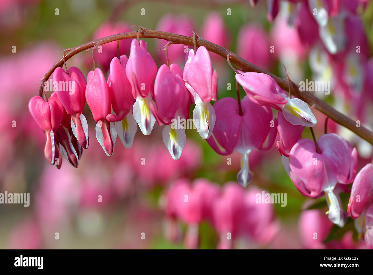 Red bleeding heart flowers (Lamprocapnos spectabilis Stock Photo - Alamy