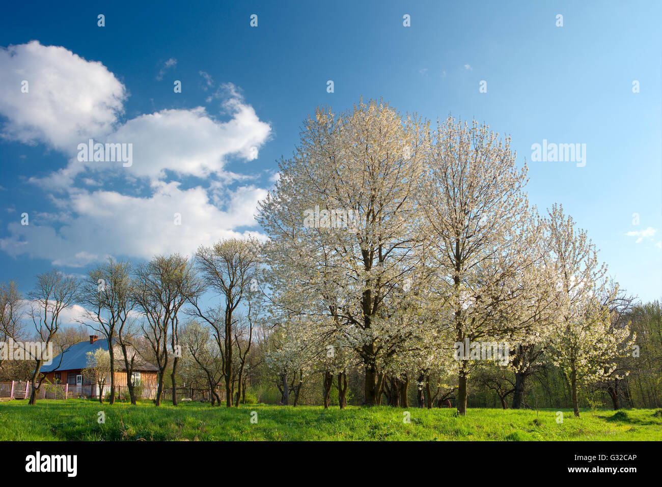 spring; trees; white color; light through trees; good weather days; spot lighting; Stock Photo