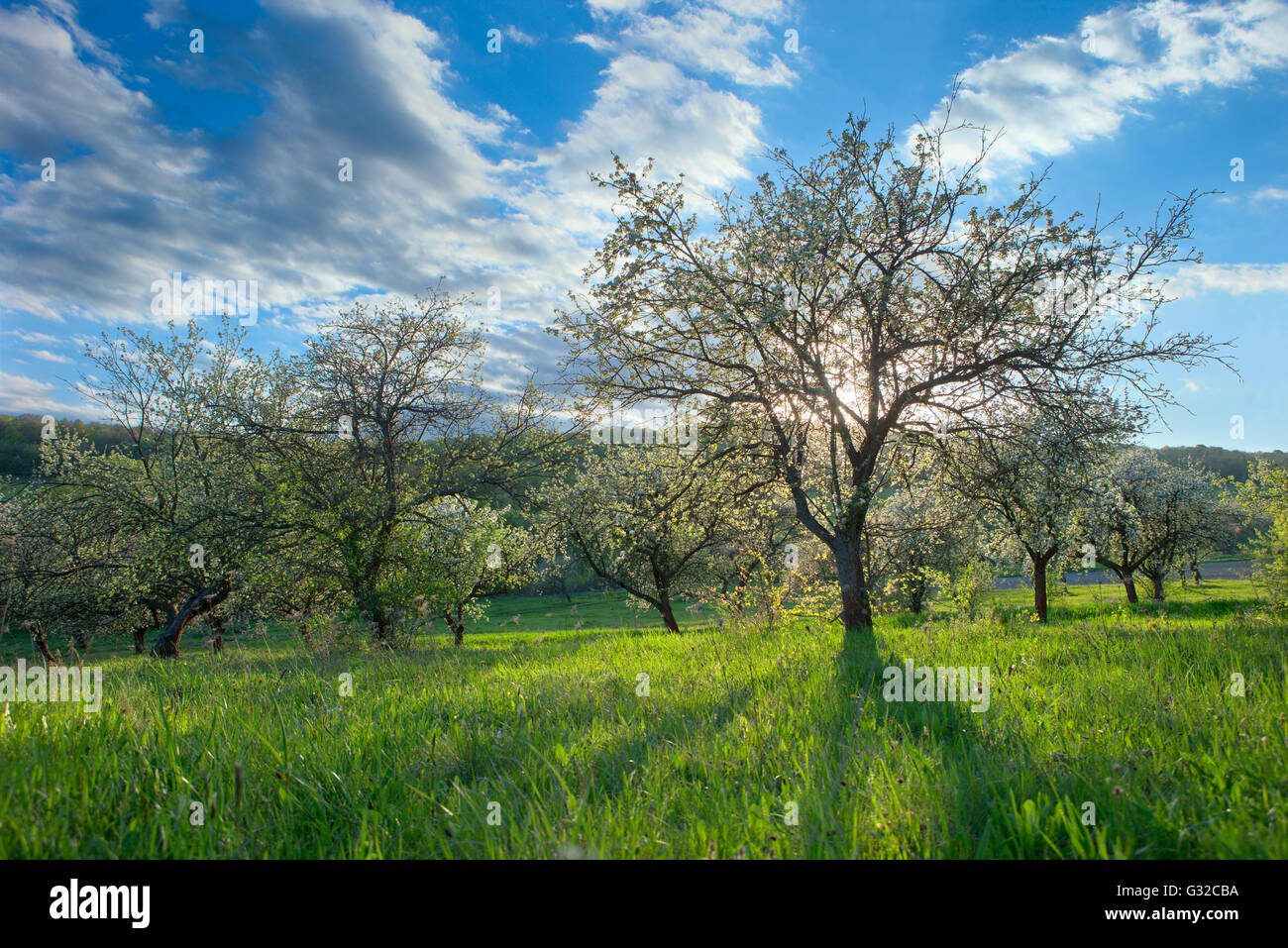 spring; trees; white color; light through trees; good weather days; spot lighting; Stock Photo