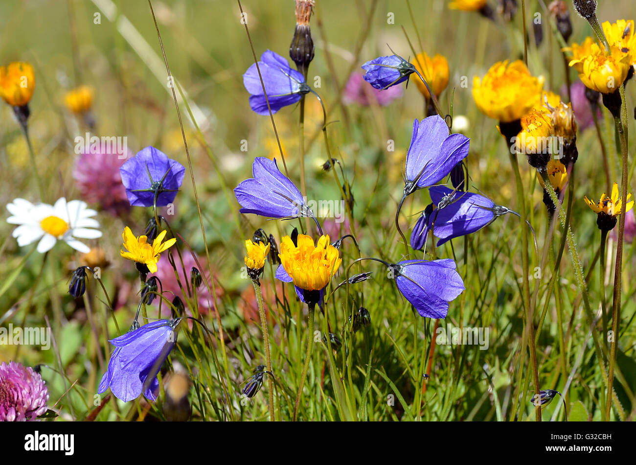 Flowers of Alps French with blue campanulas (Campanula cochleariifolia also Campanula cochlearifolia) Stock Photo