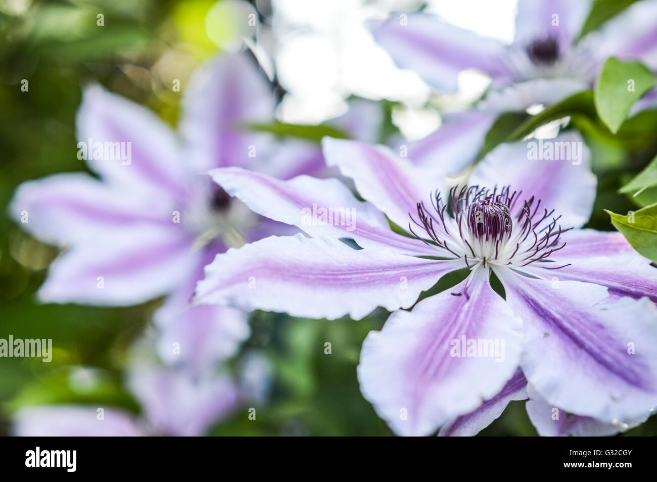 Striped clematis flower hires stock photography and images Alamy