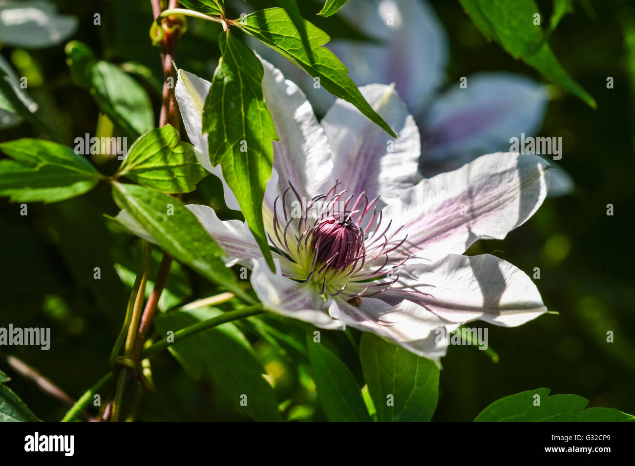 Striped clematis hires stock photography and images Alamy