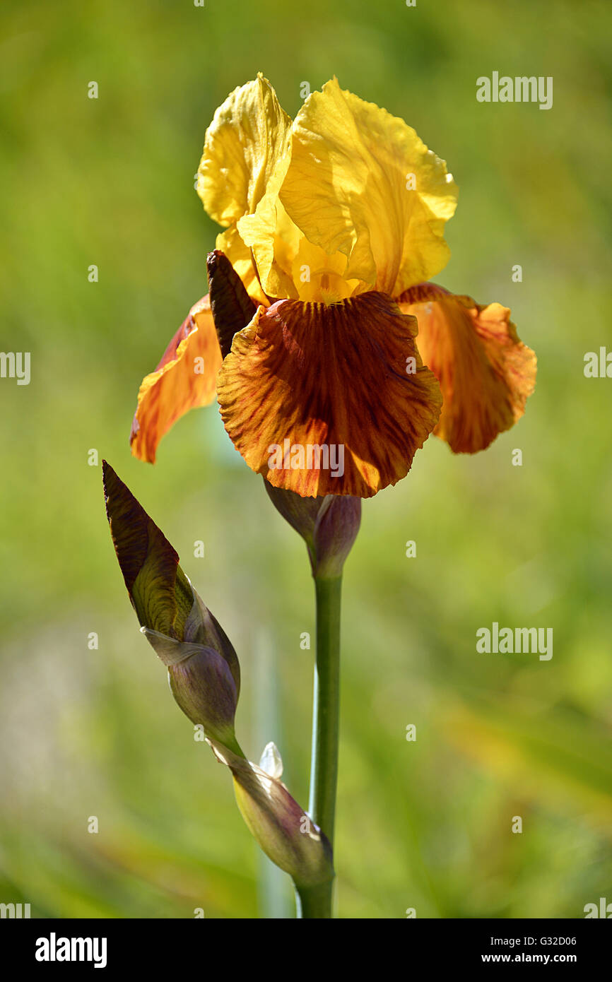 Closeup of yellow and orange iris Stock Photo