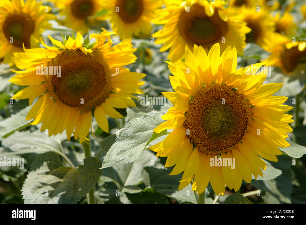 Sunflowers (Helianthus annuus), field of sunflowers, Romania, Europe