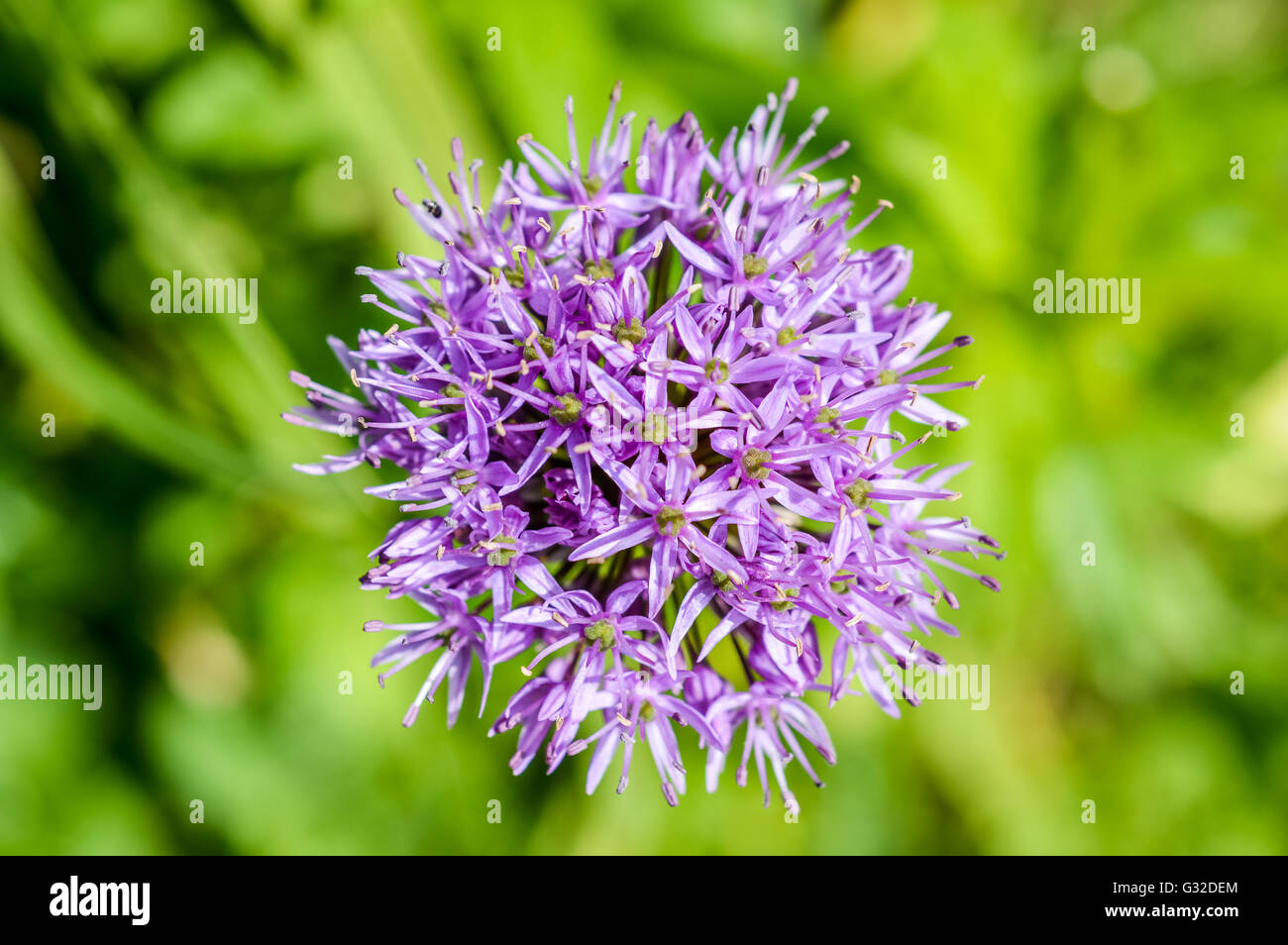 ornamental onion flower head (Allium Stock Photo Alamy