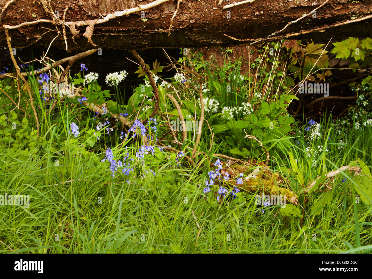 A secluded woodland corner Stock Photo Alamy