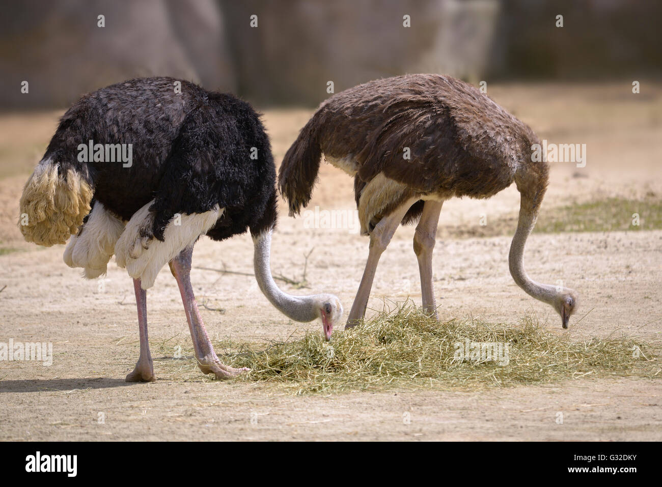 Couple Ostriches (Struthio camelus) eating Stock Photo