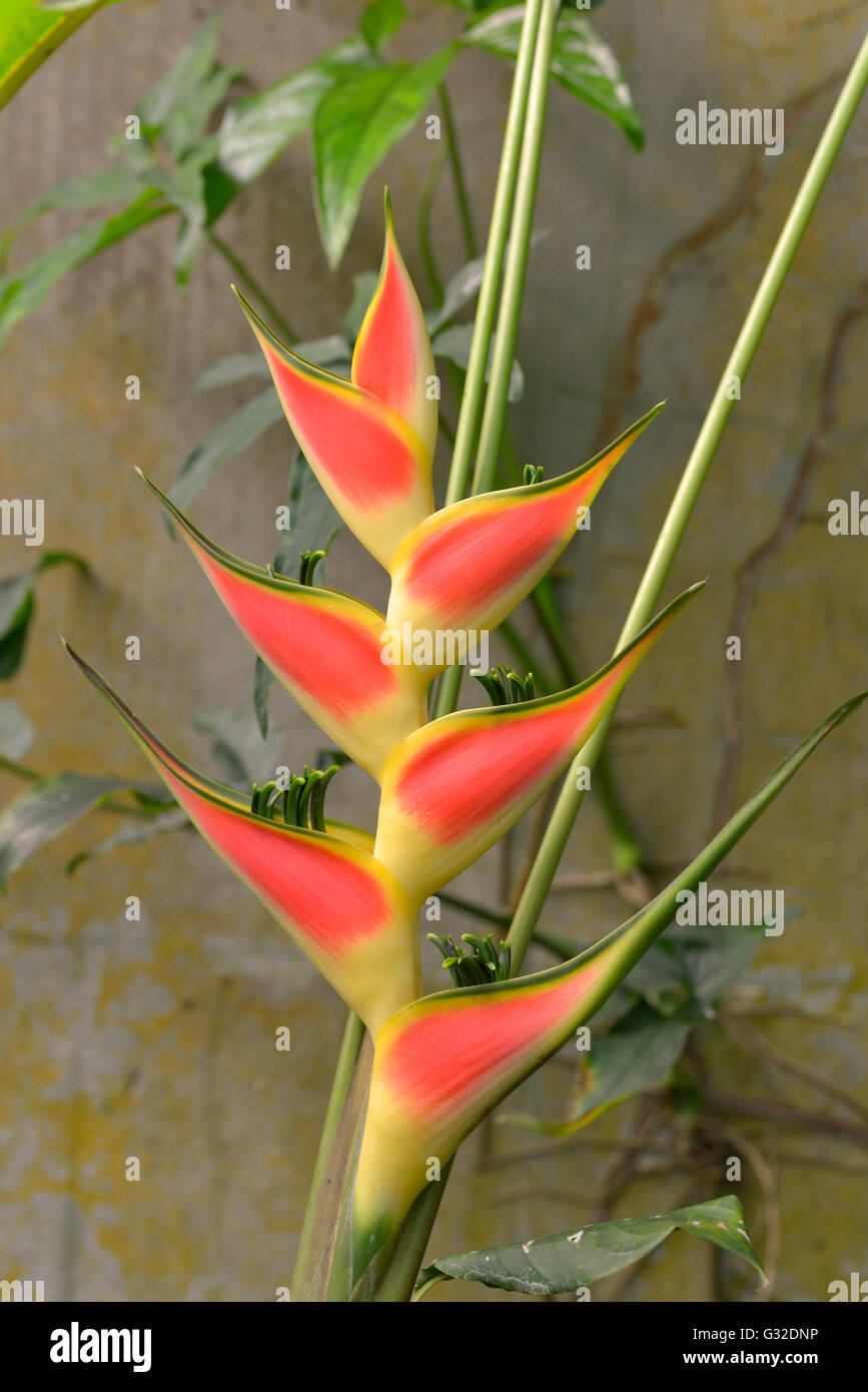 Closeup red and yellow Heliconia wagneriana flower Stock Photo