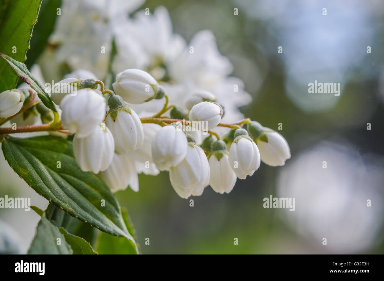 blooming jasmine flower buds Stock Photo Alamy