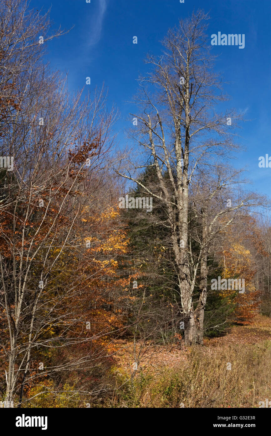 USA NY The Catskill Mountains (the Catskills), a natural area in New