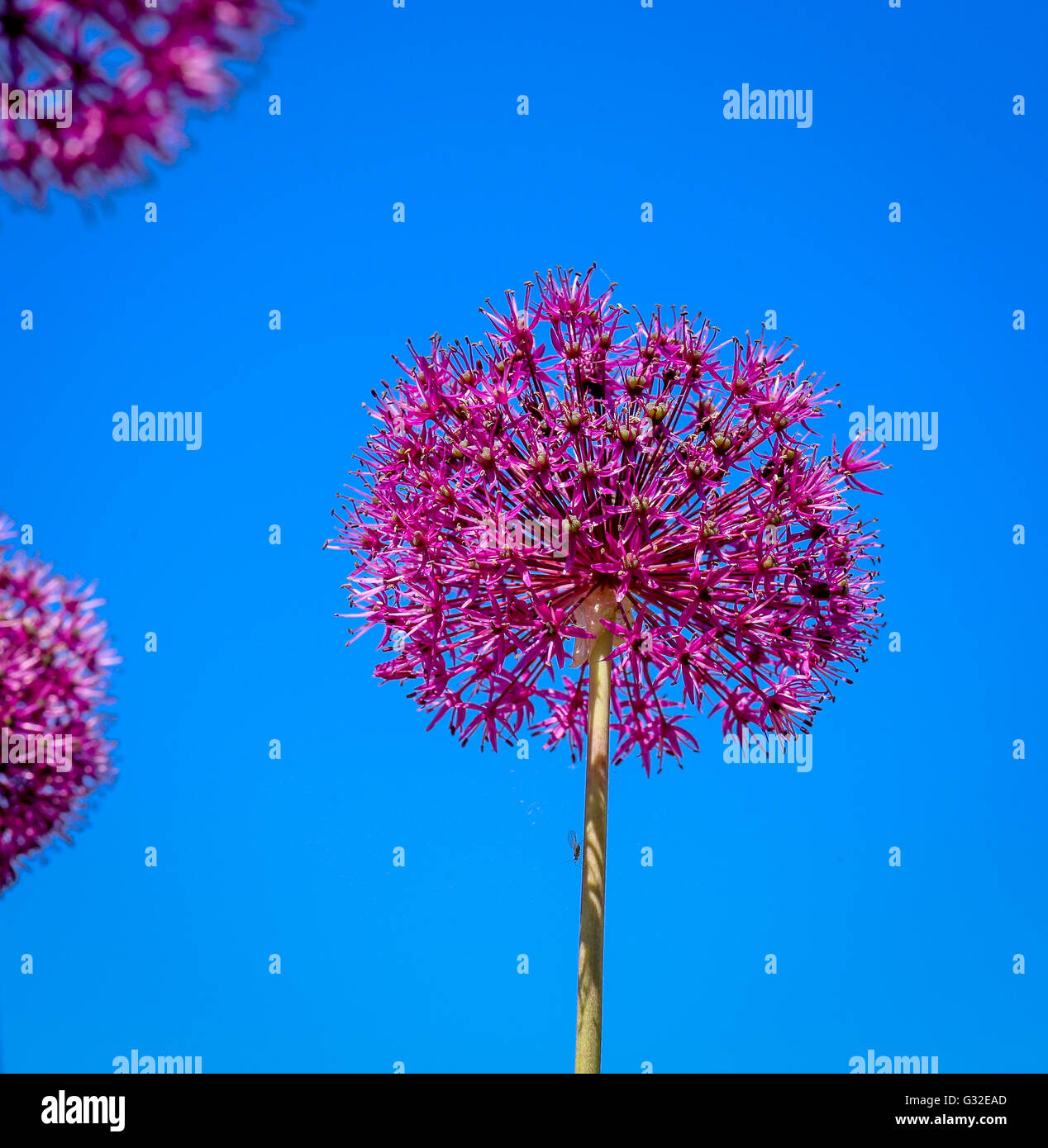 Allium flower blooming, giant leek (Allium Giganteum) blue sky