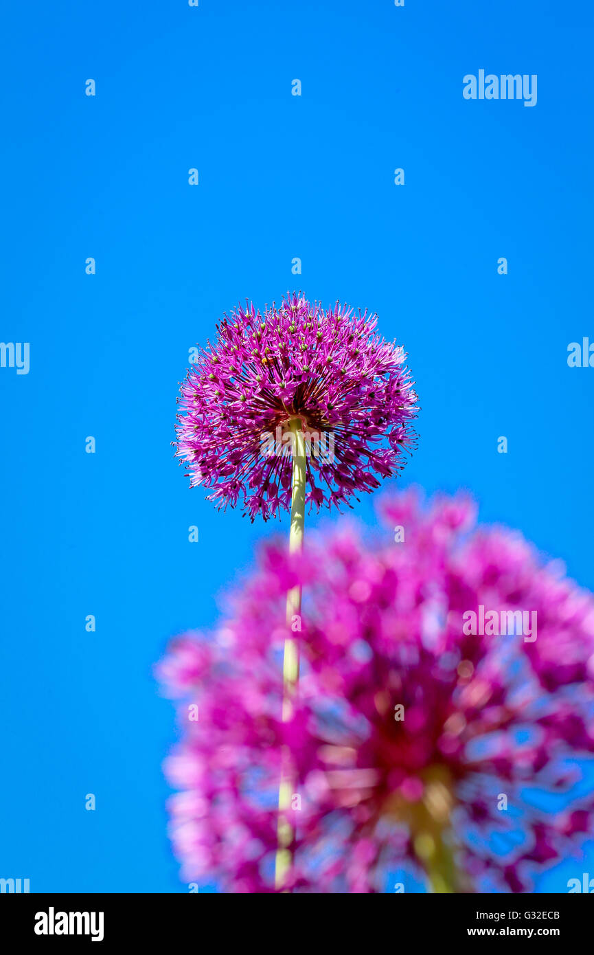 Allium flower blooming, giant leek (Allium Giganteum) blue sky