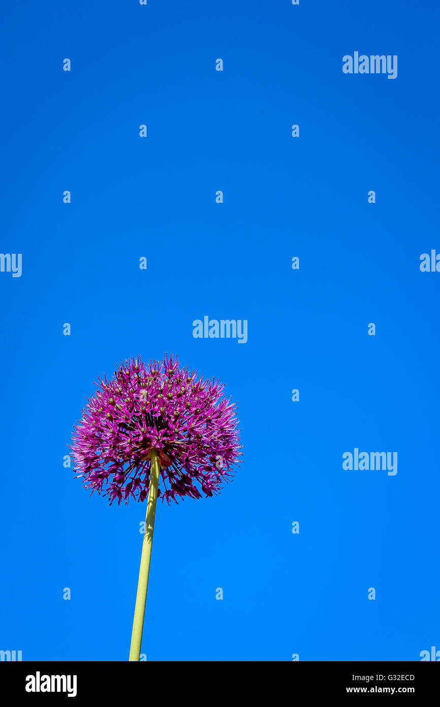 Allium flower blooming, giant leek (Allium Giganteum) blue sky background Stock Photo