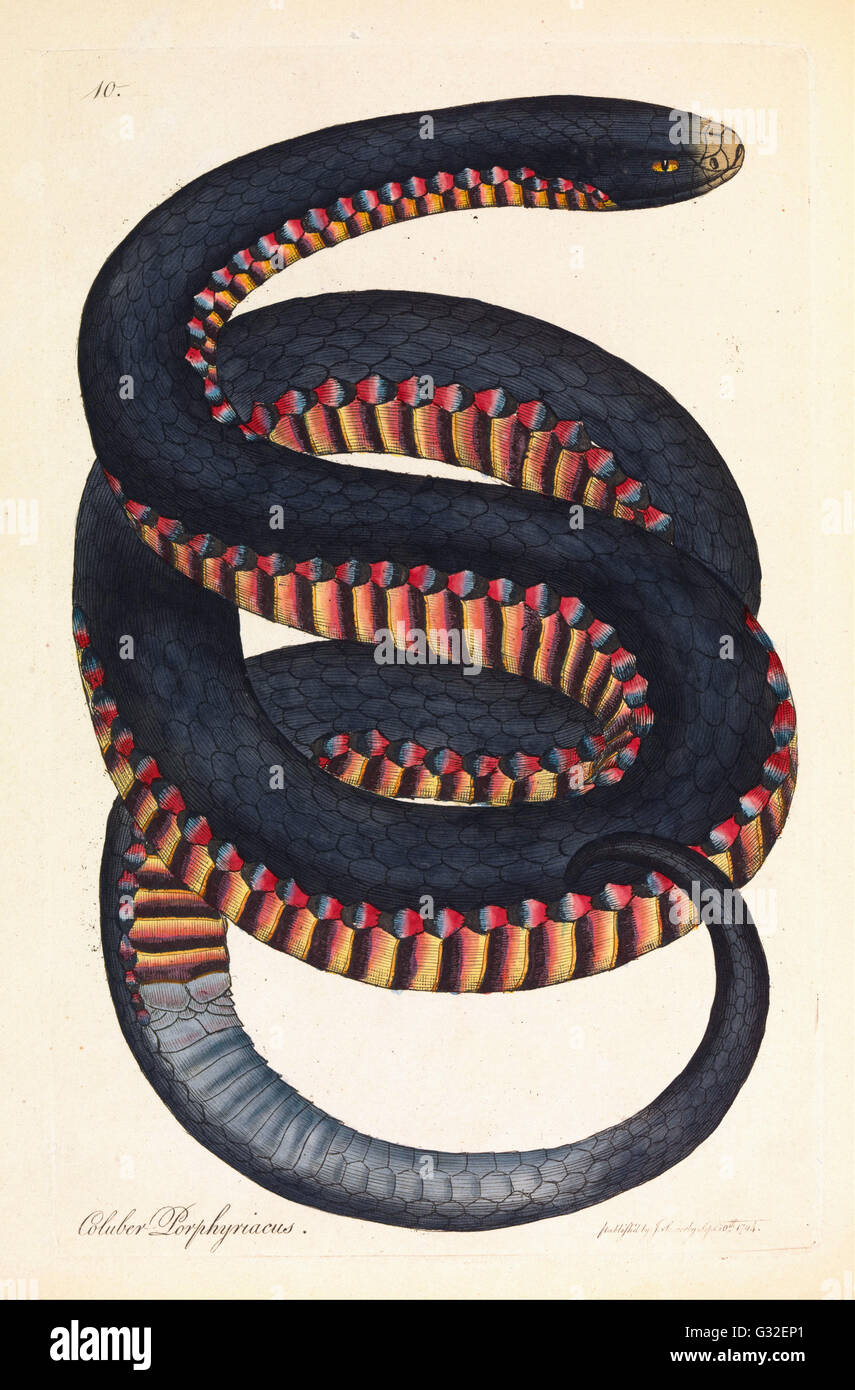 James Sowerby - Crimson-sided Snake, Coluber porphyriacus   - Museum Victoria, Carlton Australia Stock Photo