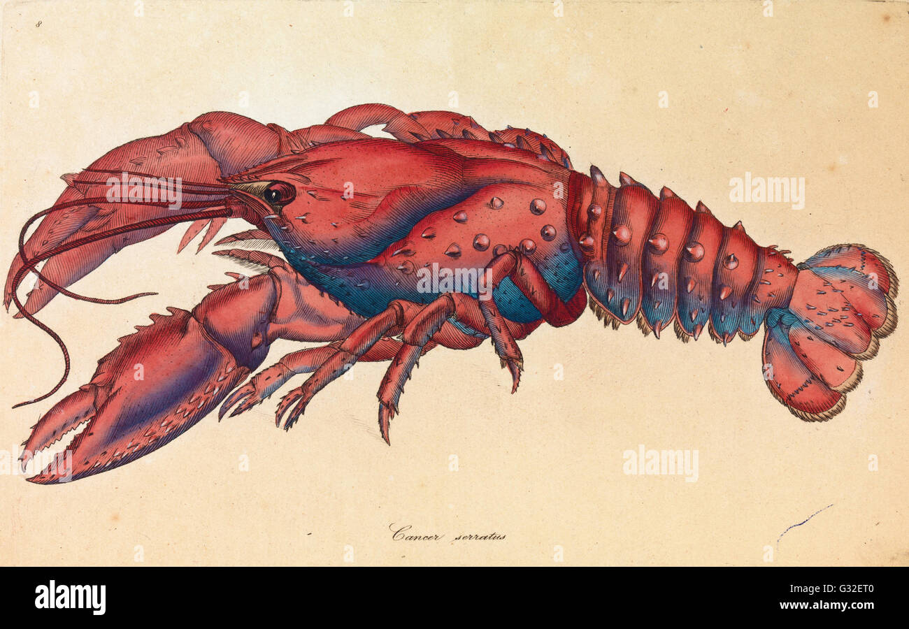 James Sowerby - Serrated Lobster, Cancer serratus   - Museum Victoria, Carlton Australia Stock Photo