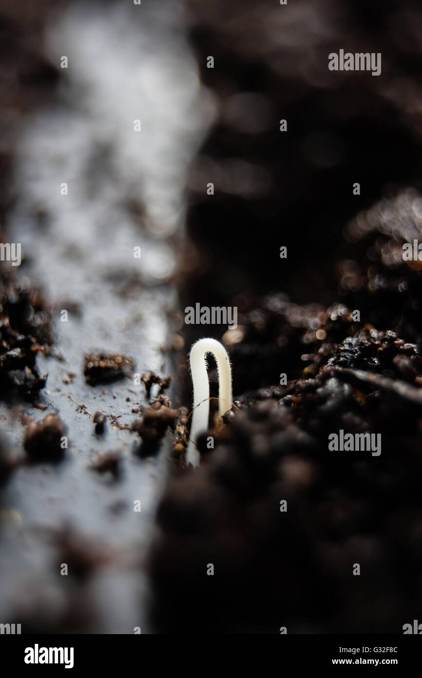Germinating tomato seed in greenhouse Stock Photo Alamy