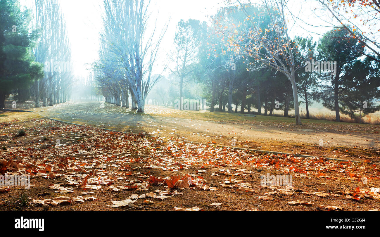 Park in autumn. Orange leaves on the floor and fog Stock Photo