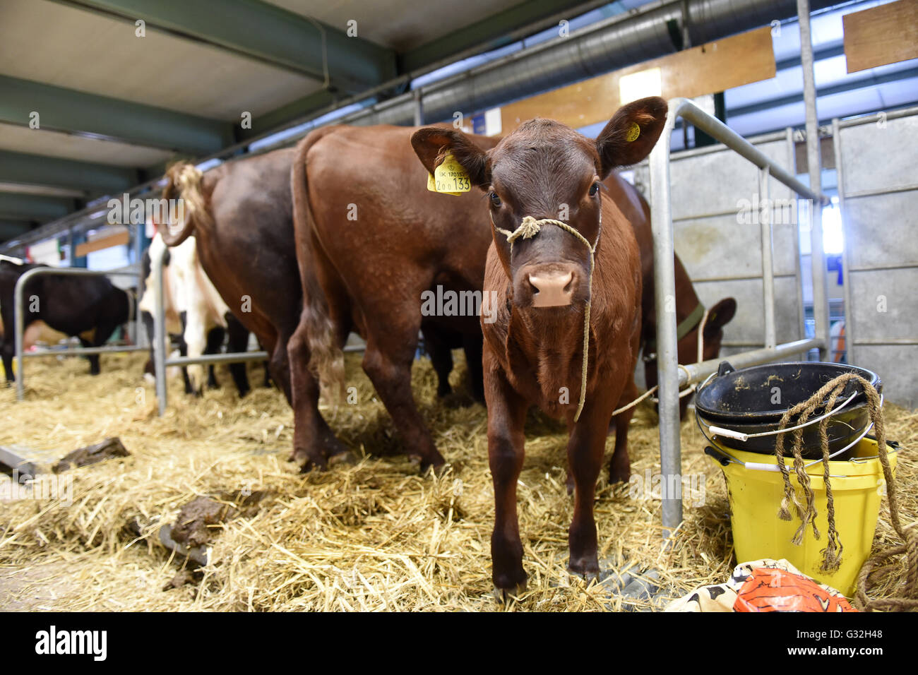 Red Poll cattle and calf at Staffordshire County Show Stock Photo