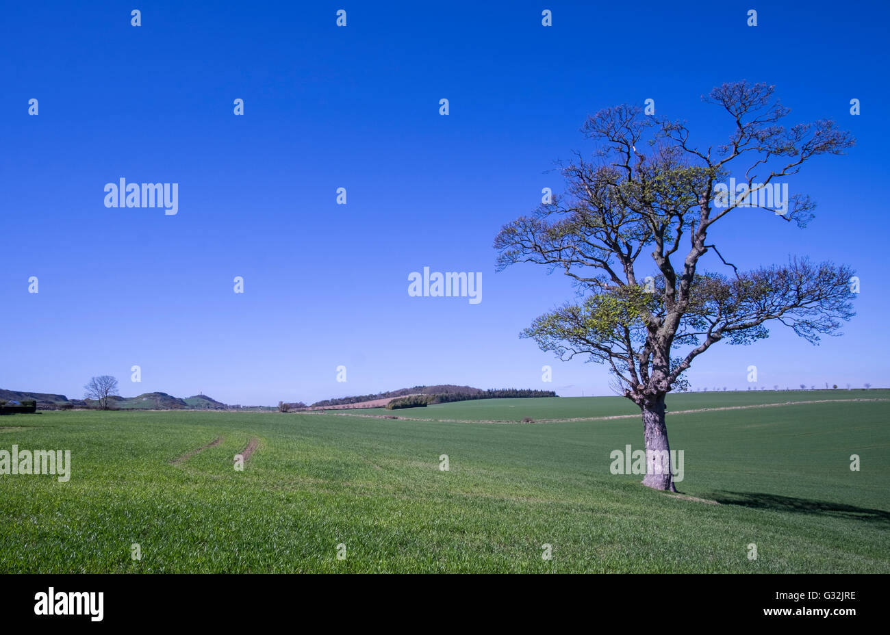 Lone tree in beautiful countryside landscape in East Lothain, Scotland Stock Photo
