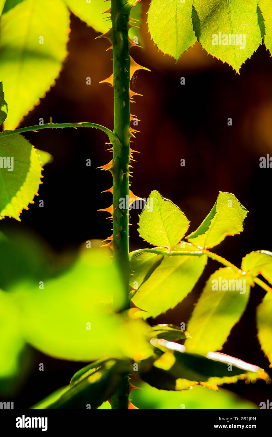 Rose bush thorns backlit by natural evening sunlight Stock Photo Alamy