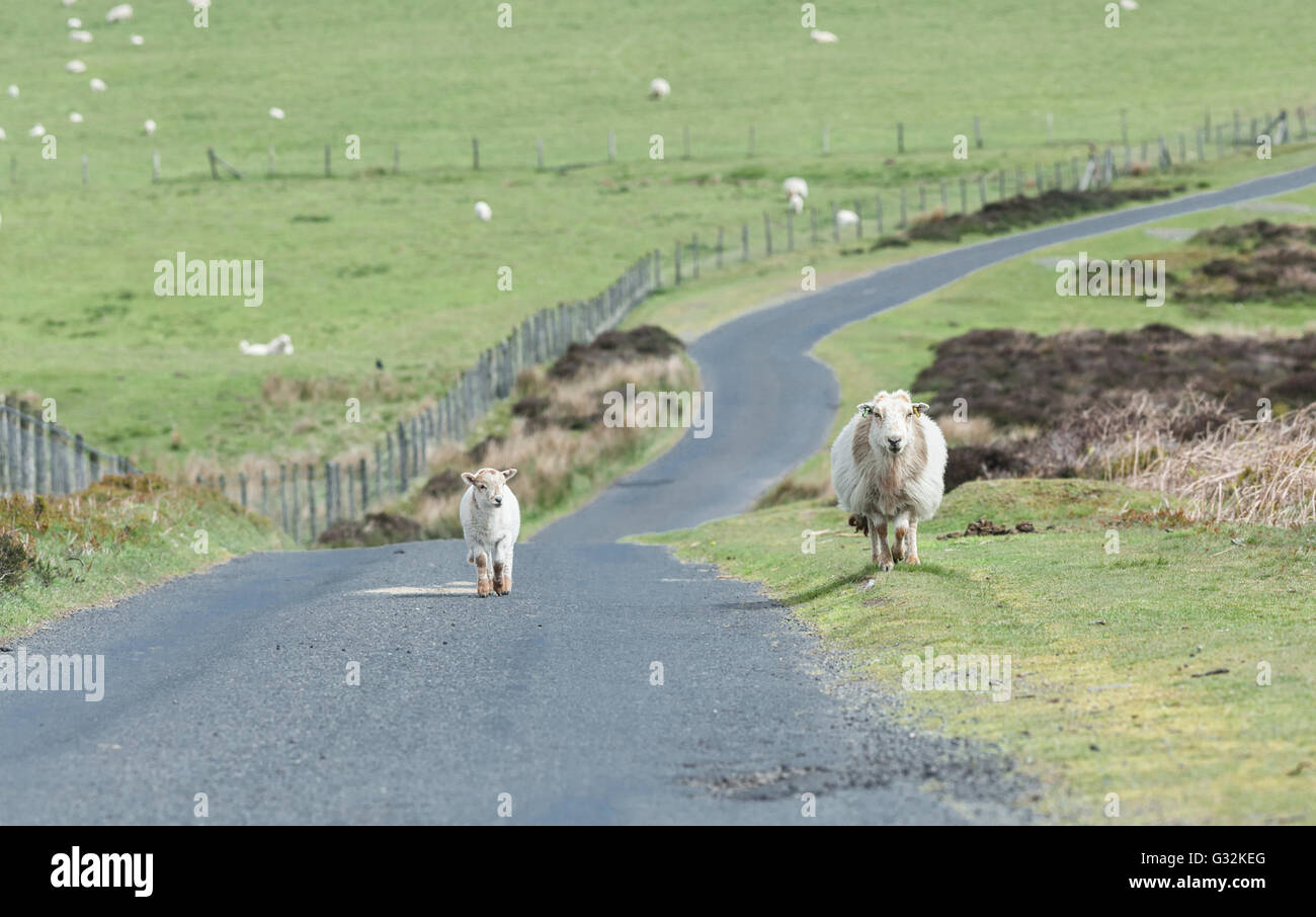 Lamb Walking on Empty Asphalt Road Alongside Adult Sheep Stock Photo