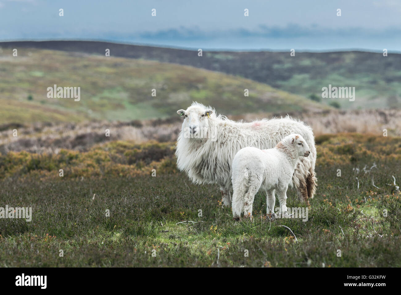 Lamb and Sheep Among Wild Hilly Landscape in Wales Stock Photo