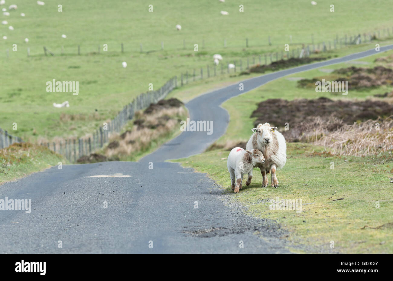 Lamb Cuddling to its Mum Among Vast Green Pasture Stock Photo