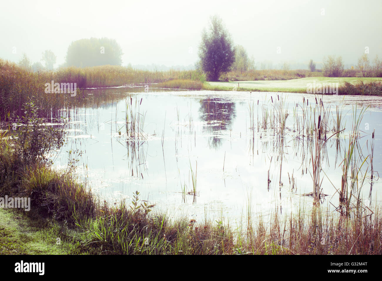Bull Rushes Pond Cattail duckweed on lake hi-res stock photography and images - Alamy