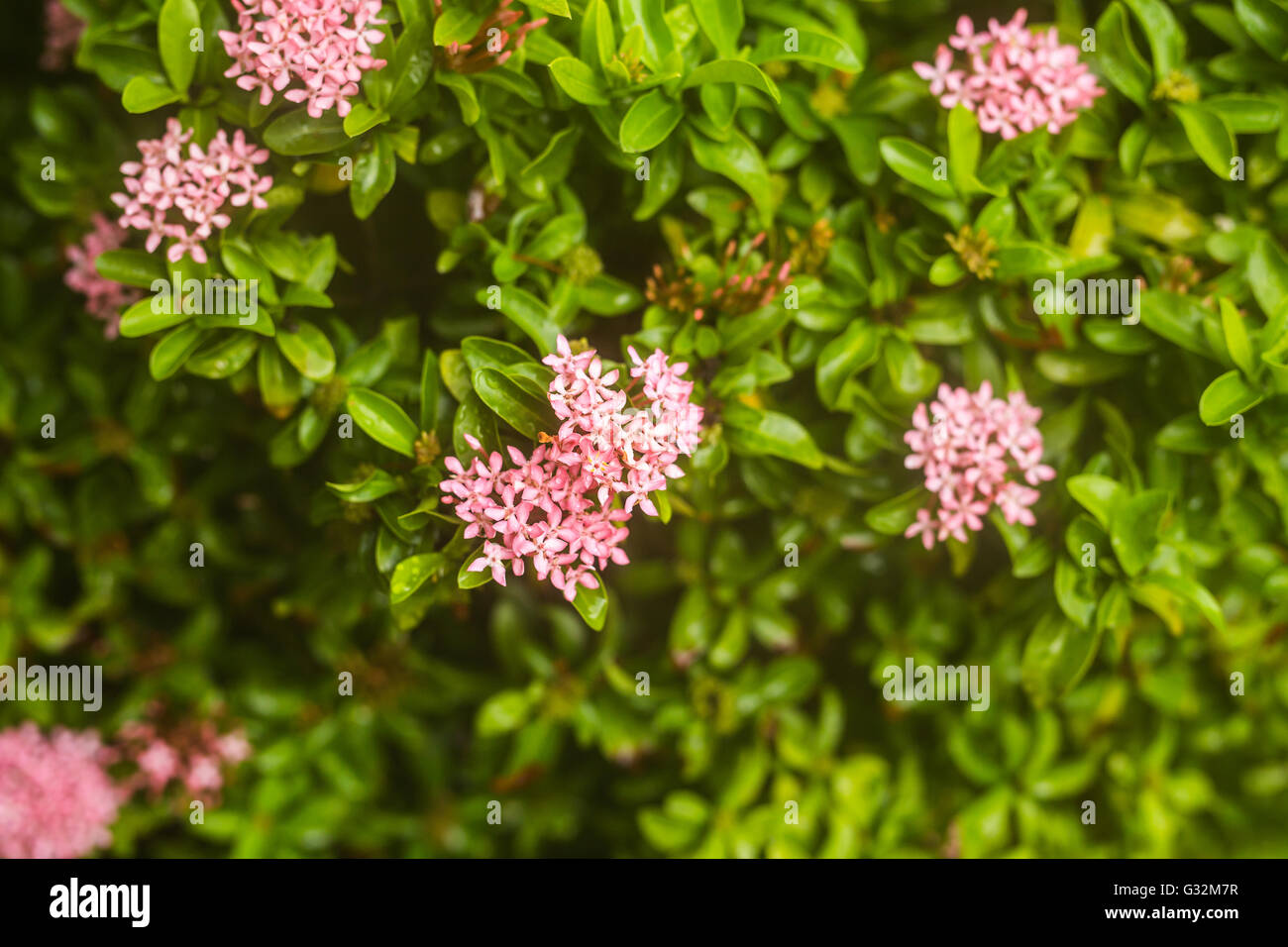 pink flowers in a garden Stock Photo