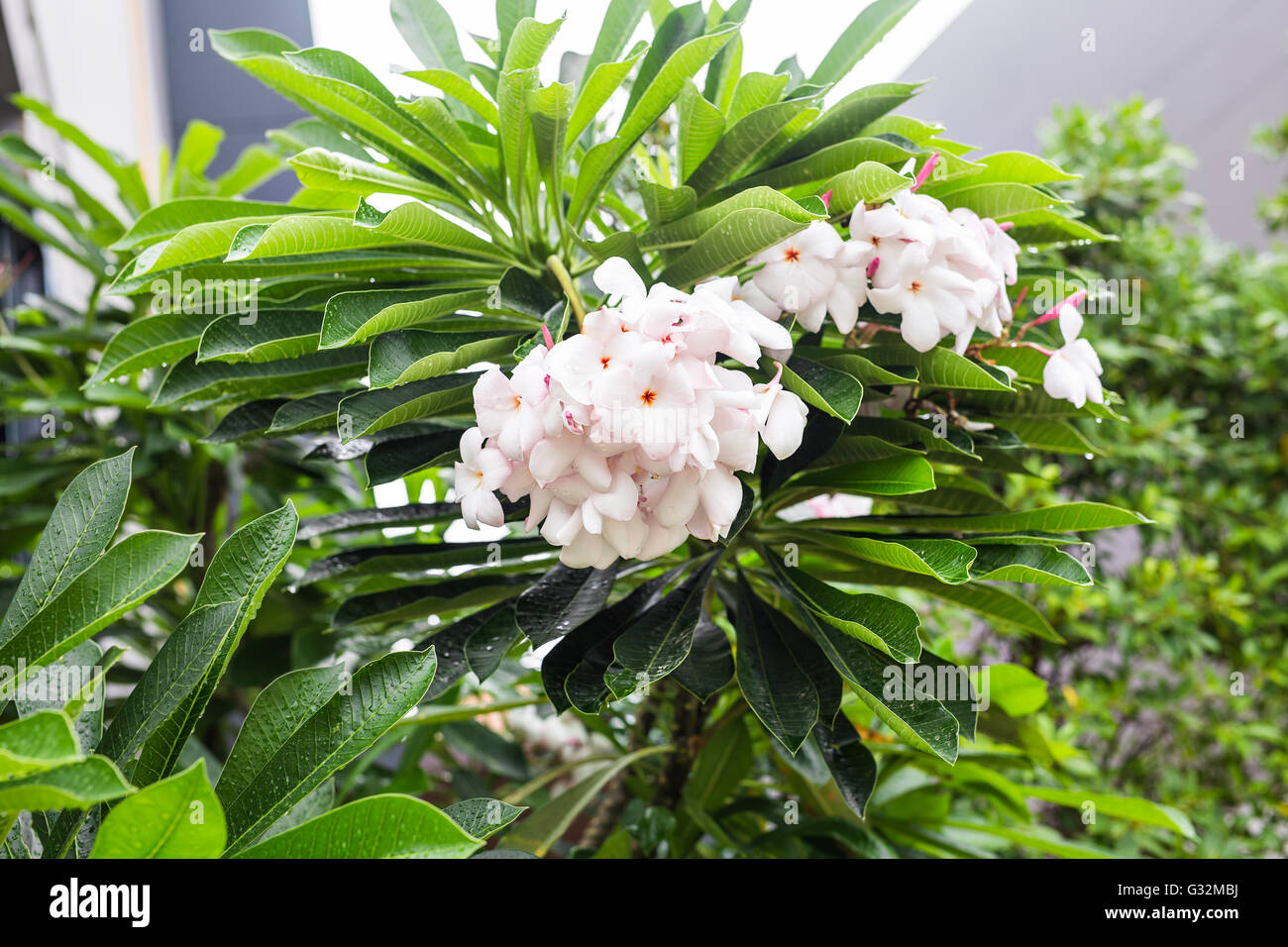Closeup beautiful white frangipani or plumeria on tree Stock Photo
