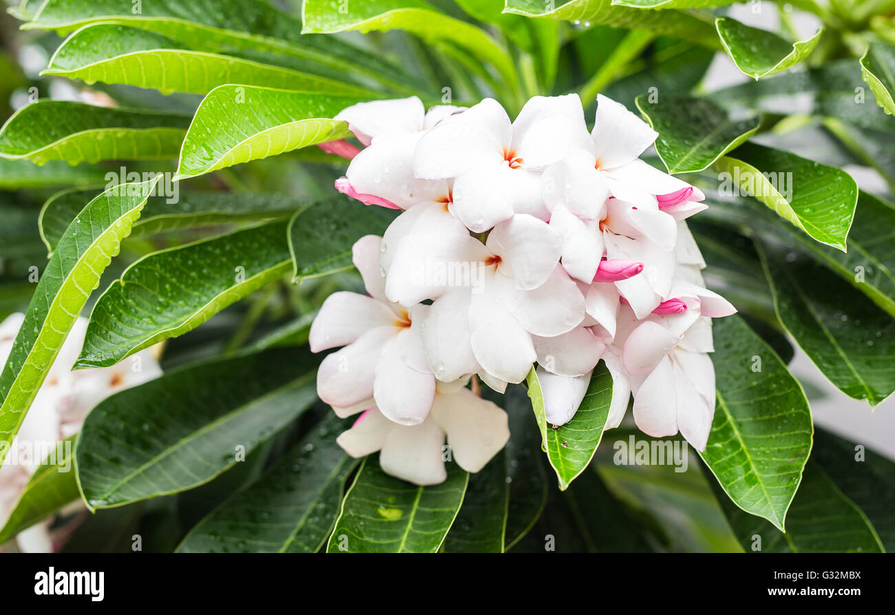 Closeup beautiful white frangipani or plumeria on tree Stock Photo