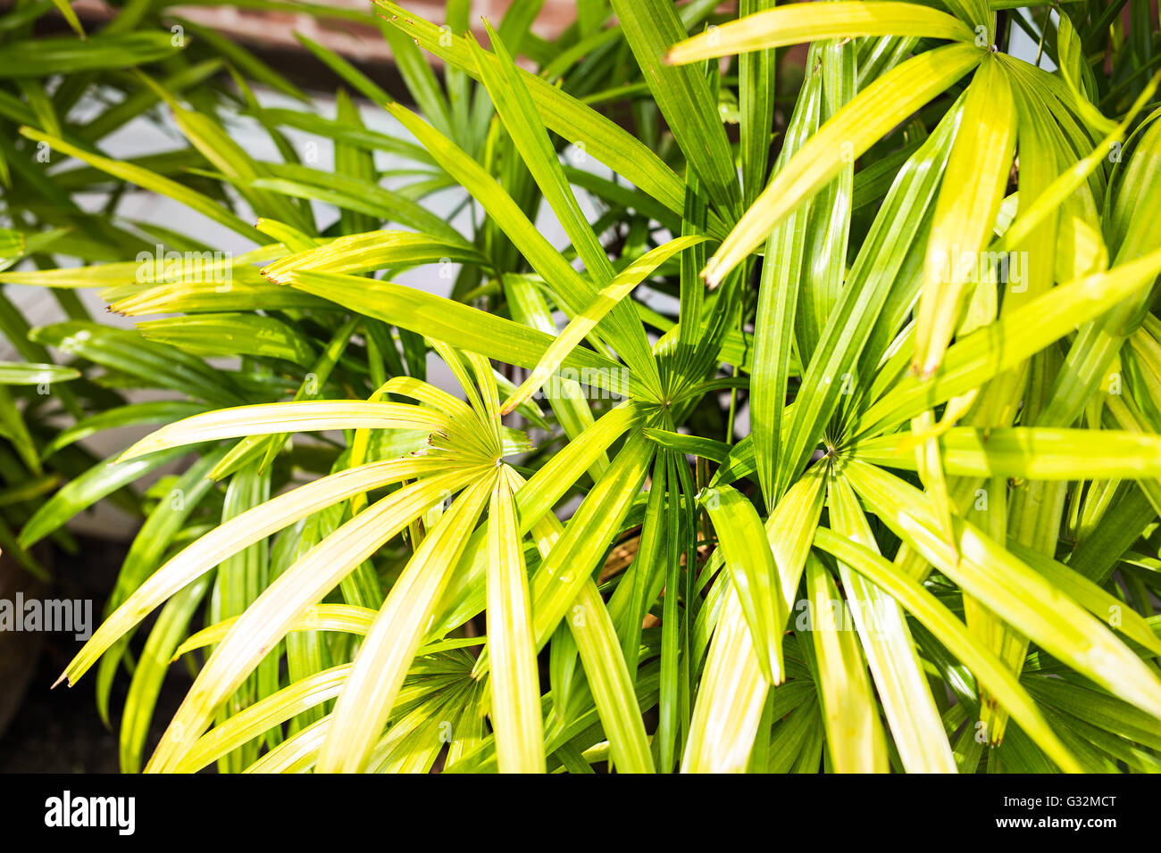 branches of palms Stock Photo Alamy