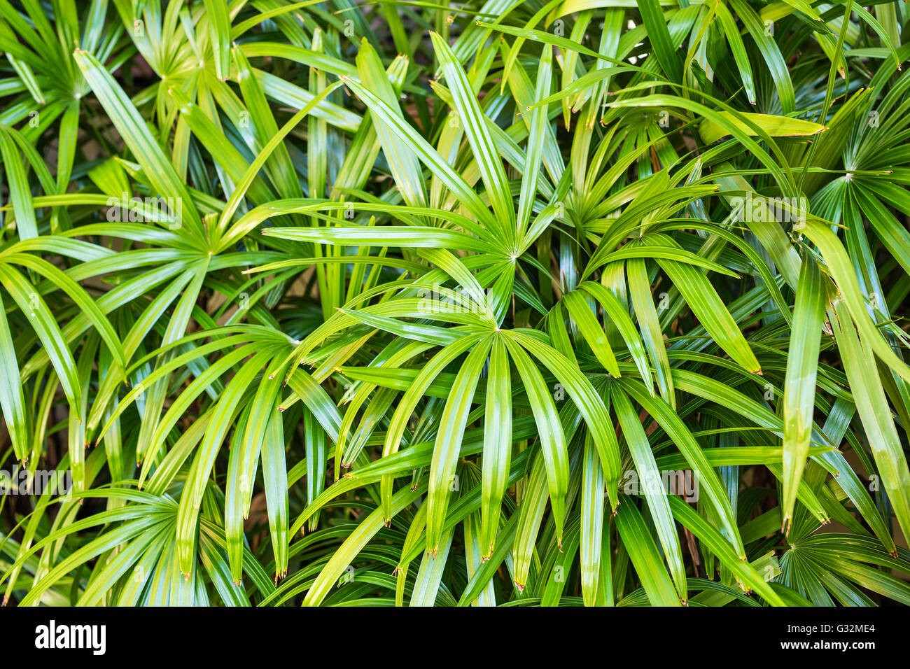 branches of palms Stock Photo Alamy