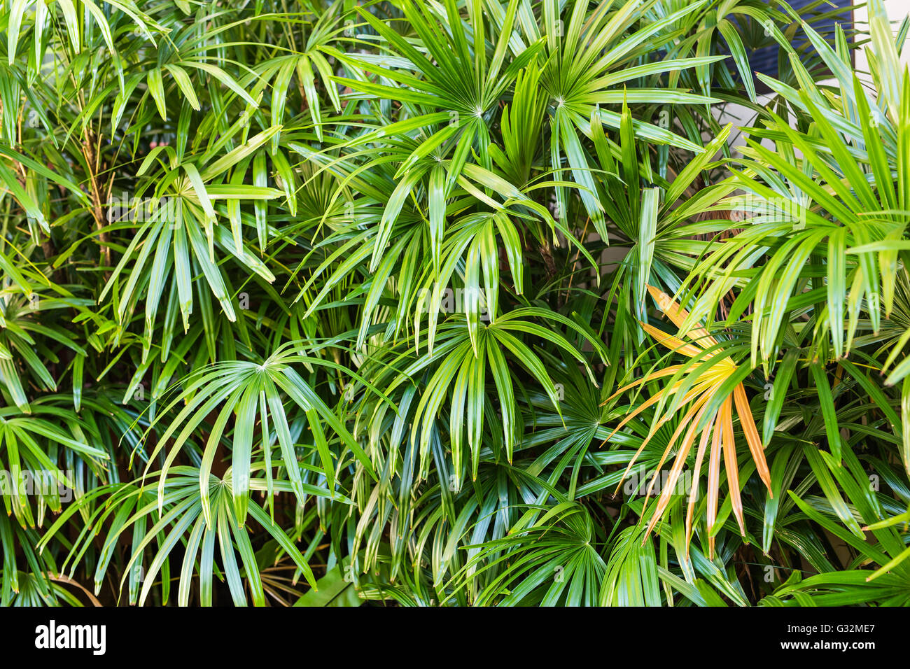 branches of palms Stock Photo Alamy