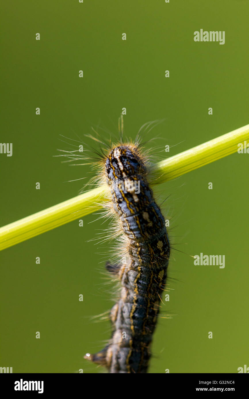 Happy caterpillar hi-res stock photography and images - Alamy