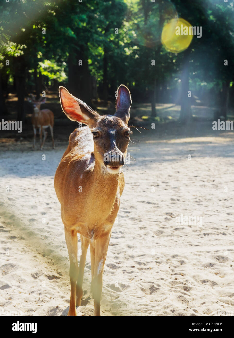 Human feeding deer hires stock photography and images Alamy
