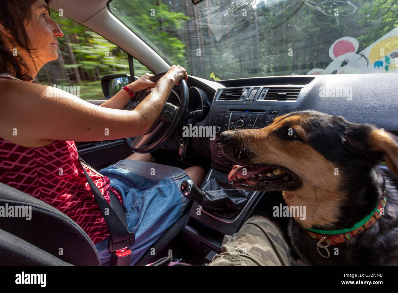 The woman dog car, the Woman drive the car and the dog is in the front seat Stock Photo
