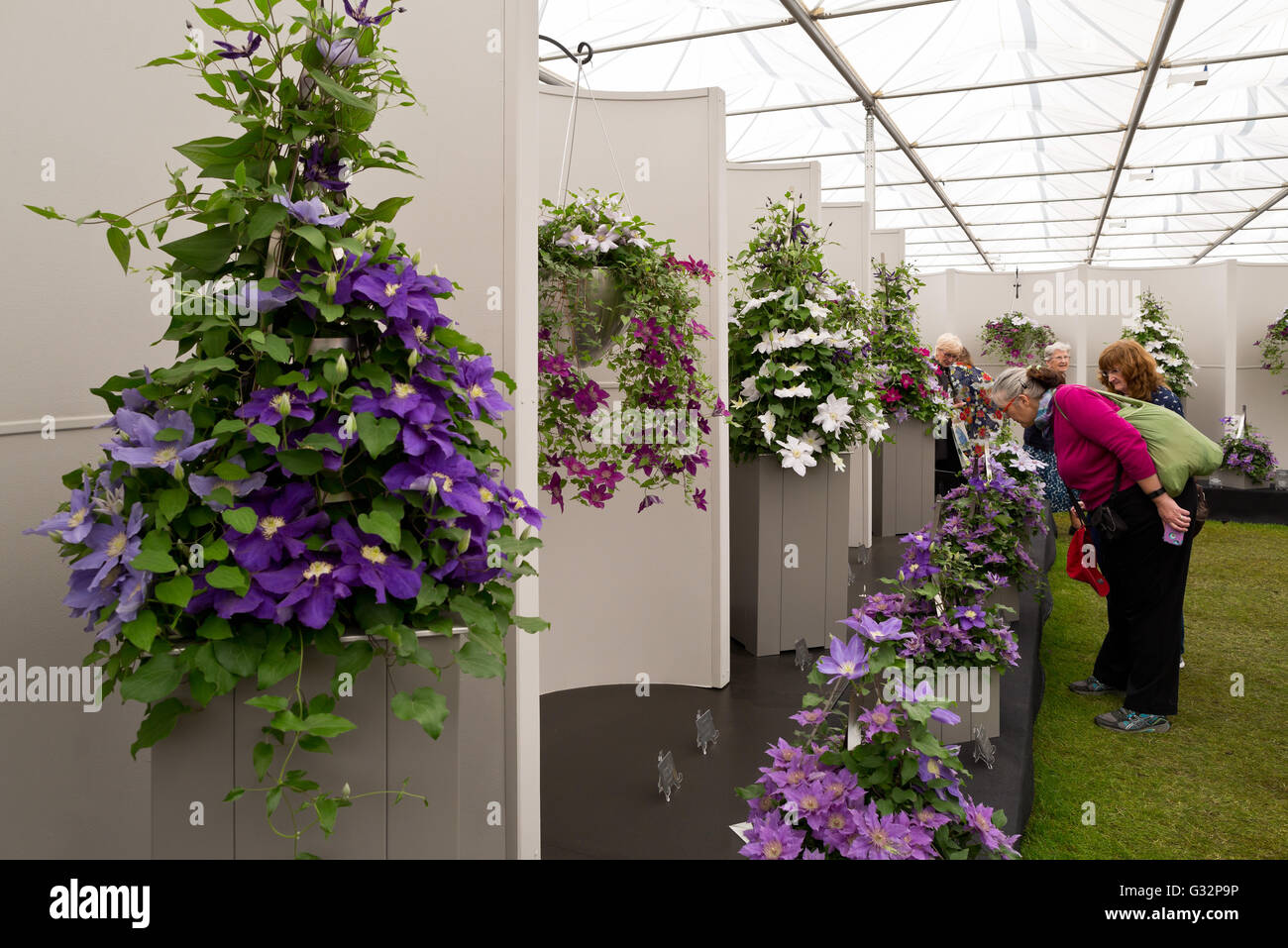Raymond Evison Clematis High Resolution Stock Photography And Images Alamy