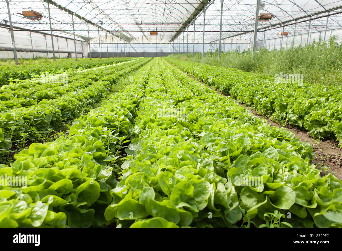 culture of organic salad in greenhouses Stock Photo