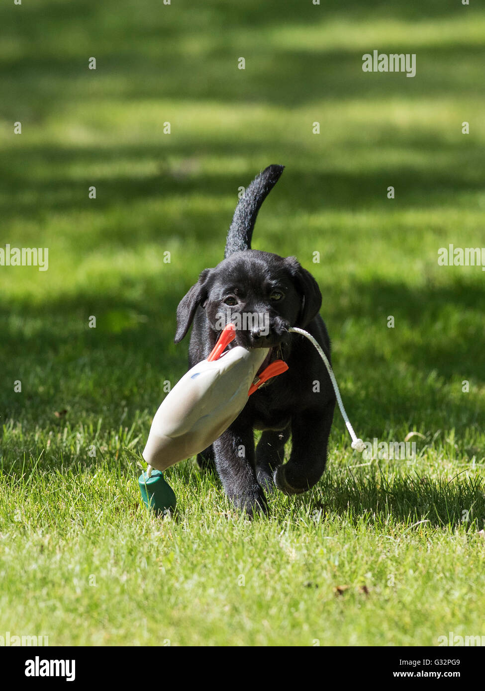 A Black Labrador Retriever retrieving a mallard training bumper Stock