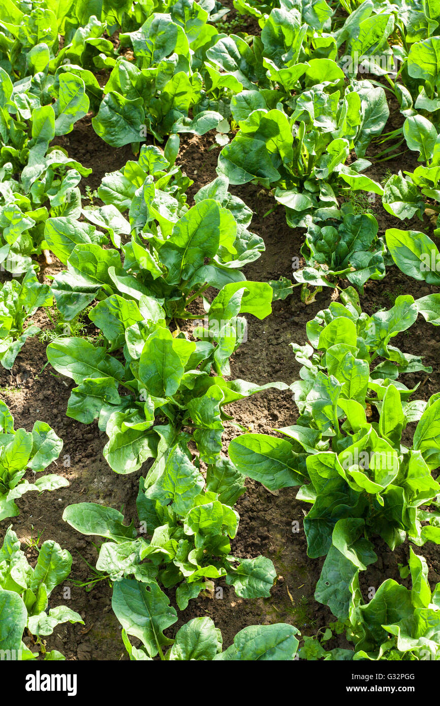 culture of organic salad in greenhouses Stock Photo