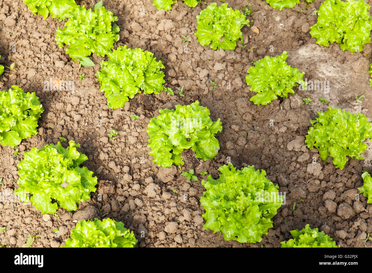 culture of organic salad in greenhouses Stock Photo