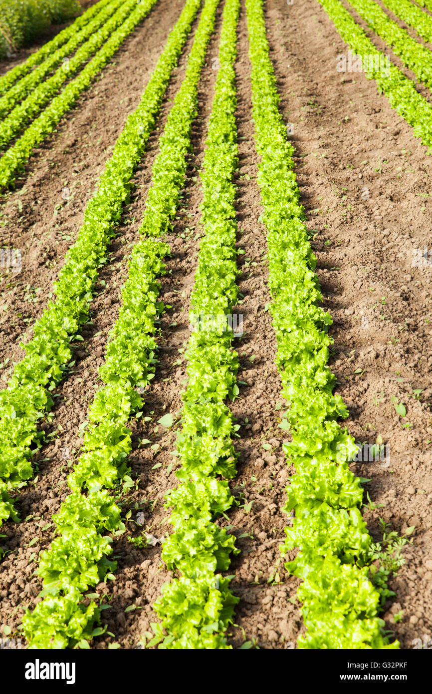 culture of organic salad in greenhouses Stock Photo