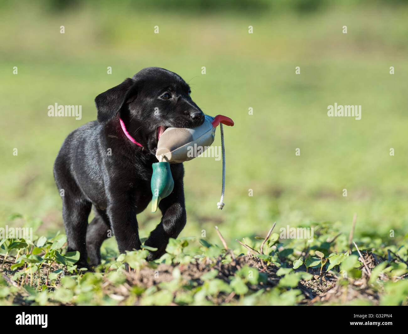 A Black Lab puppy retrieving a training dummy Stock Photo - Alamy