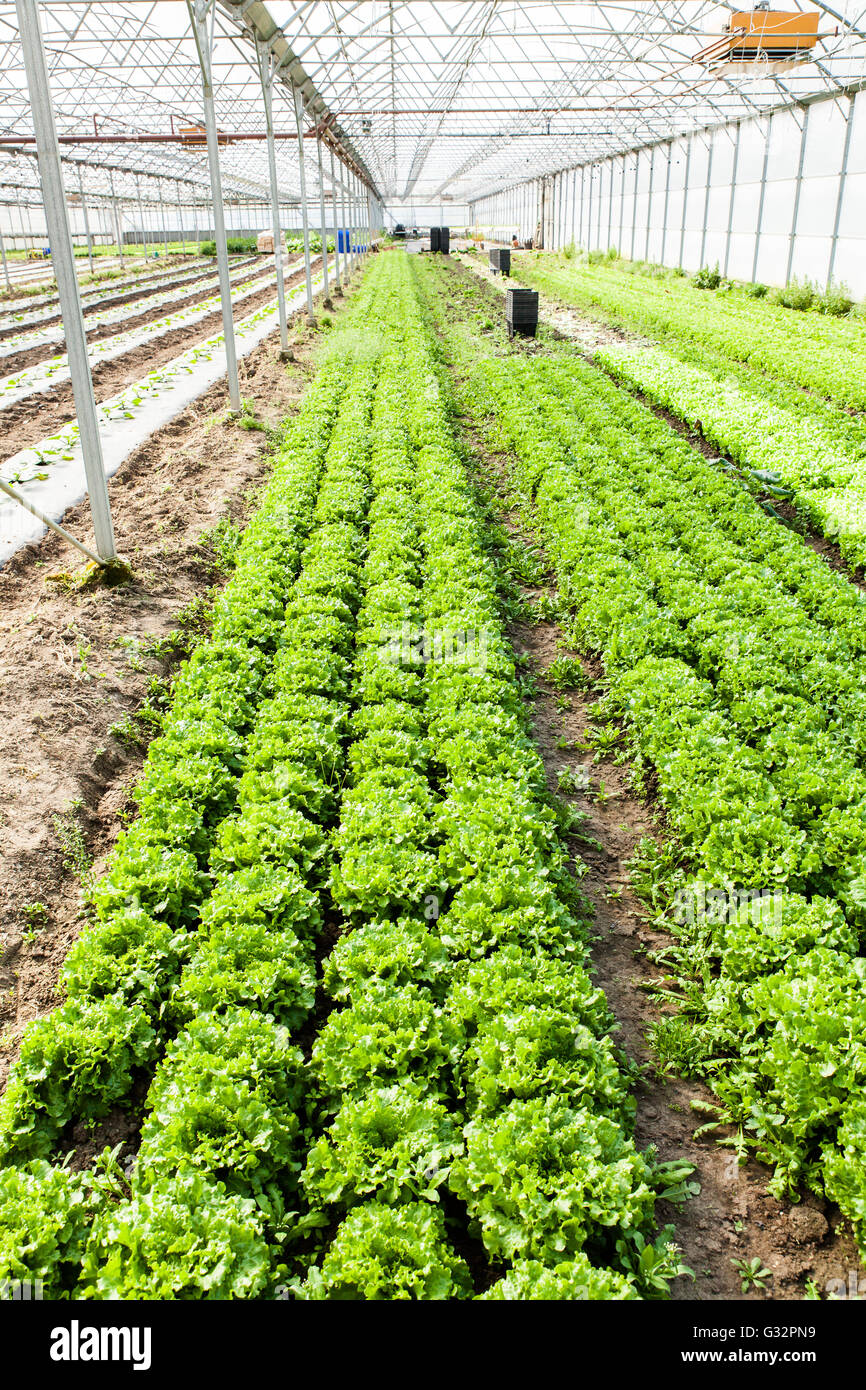 culture of organic salad in greenhouses Stock Photo