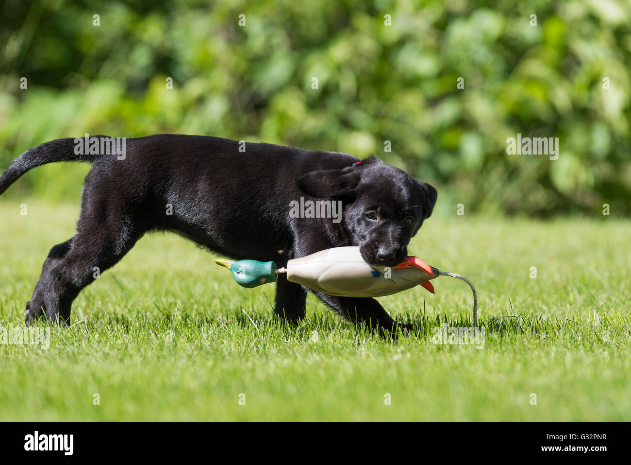 A Black Labrador Retriever retrieving a mallard training bumper Stock